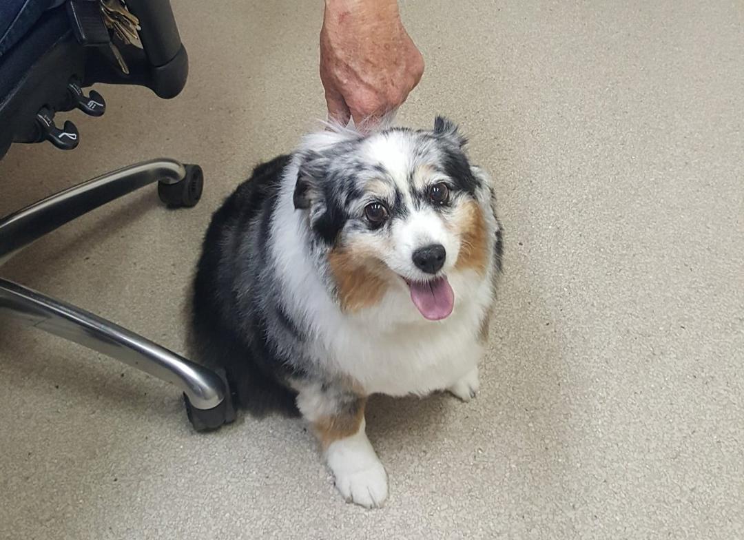 Richard and I are retiring today from working at Derrels Mini Storage.  Working with us daily has been our dedicated little Molly.  So today she officially retires too.  We couldn't have had a better work companion these la
