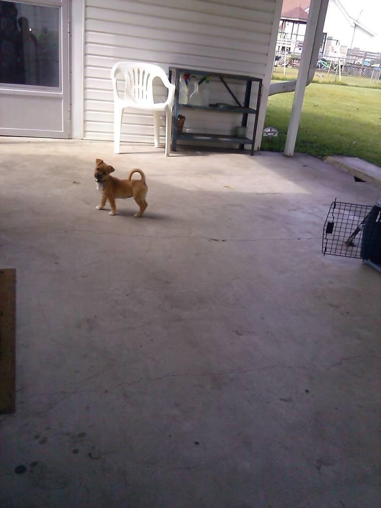 This is our Abby girl newest  picture. She is growing up so fast.