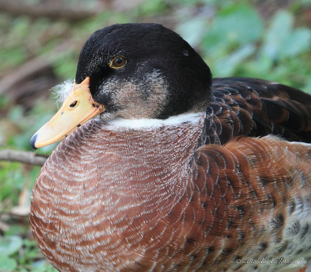 Ted Johnson's album, Moscovy & Mallard Hybrid