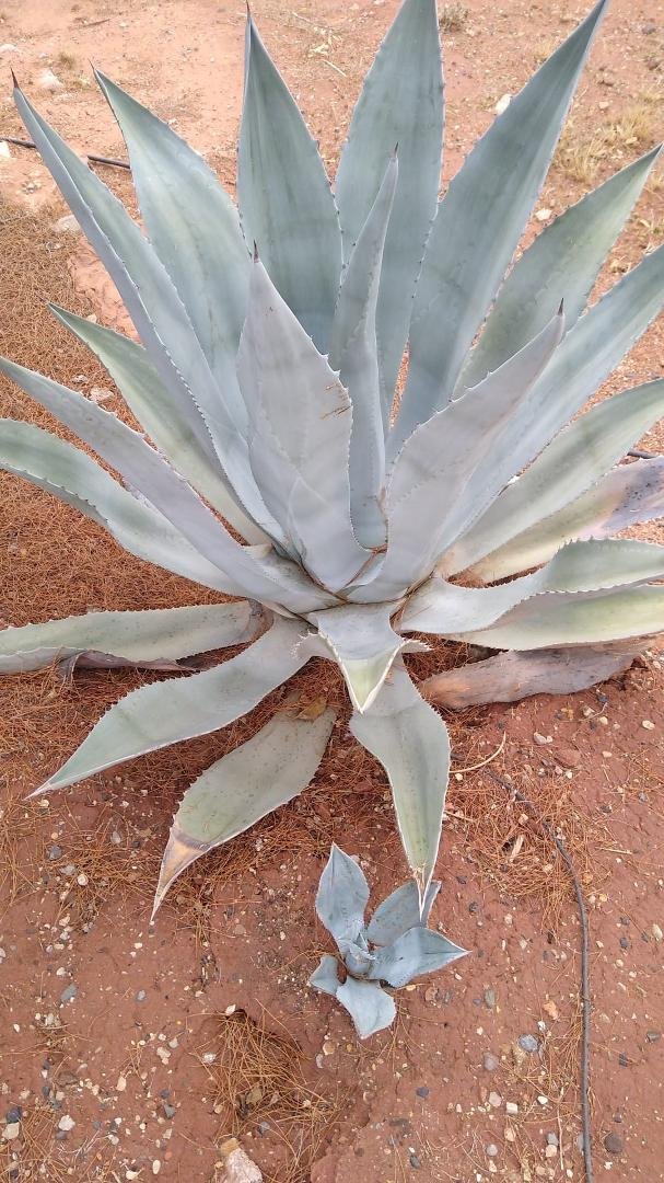 Hey does anyone want one of these my dad is getting rid of them and they have propagated like nuts since I got the one years ago,