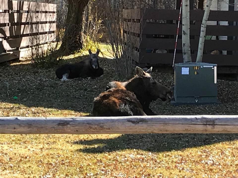 We thought they were just passing through. But now Mom and baby are clearly established neighbors and hanging around all day and night. Oliver, the dog who lives next door, is learning about personal space. We like them, b