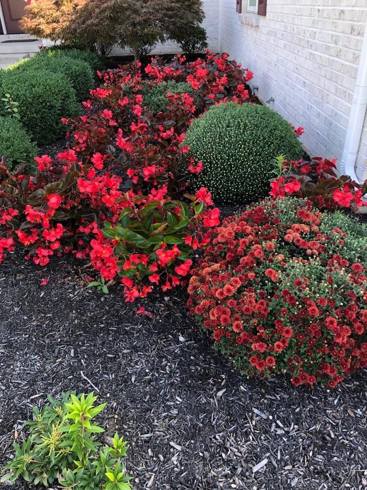 I sure hope these mums bloom before the freeze kills them!