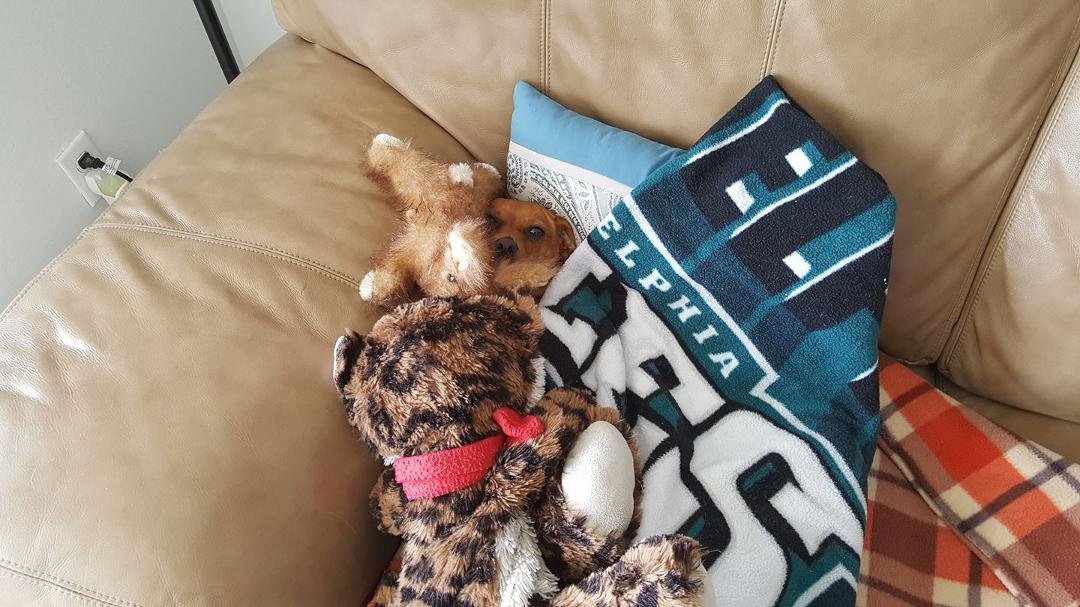 Coco resting after a hard night of partying.