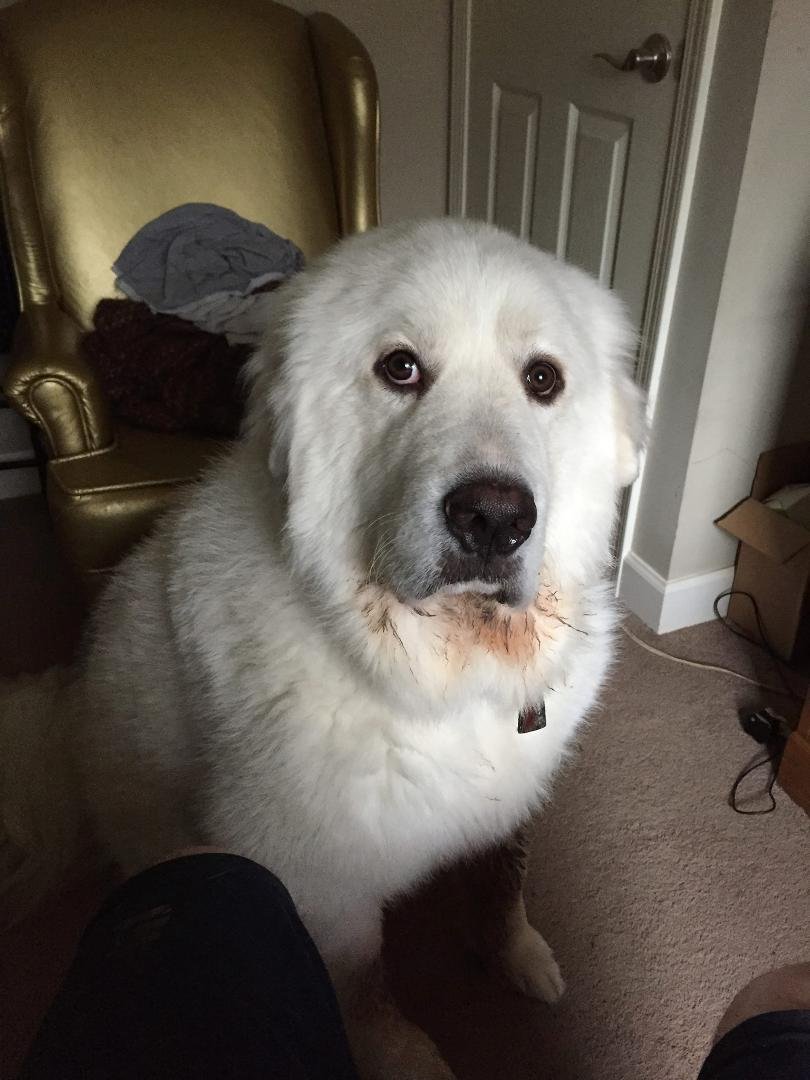 In dog beers, I have had only 1