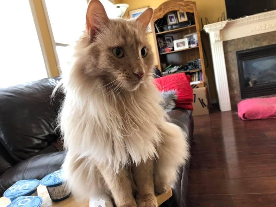 Merlin waiting to see if I need help with breakfast
