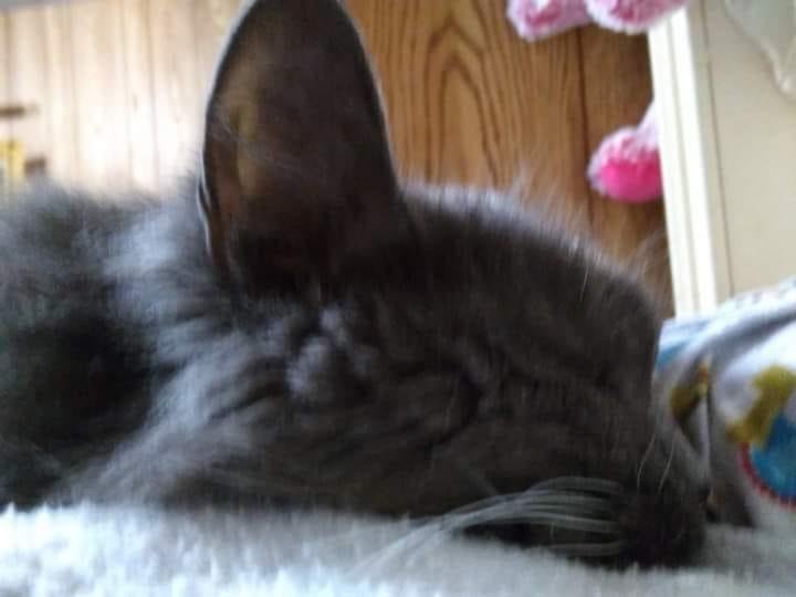 ❤❤ Skittles fell asleep on my shoulder. Such a cuddlebug. ❤❤