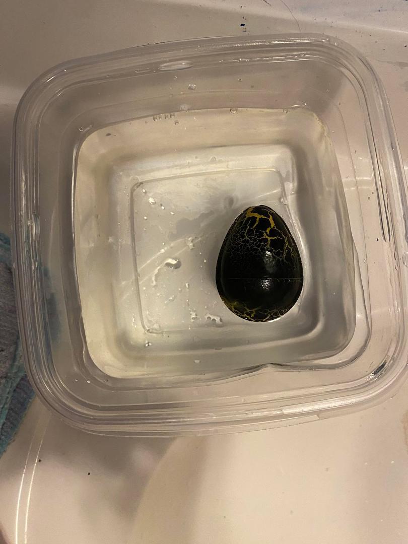 Day 1 of our dinosaur