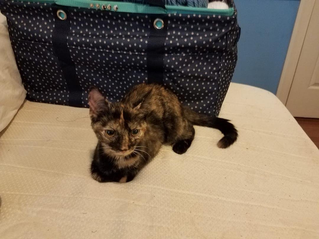 This is what happens when you go to pay your animal registrations in person at Animal Control: you come home with a souvenir!  Meet Marley!  She is 6 months old and full of purrs and affection.  And she has 6 toes on each p