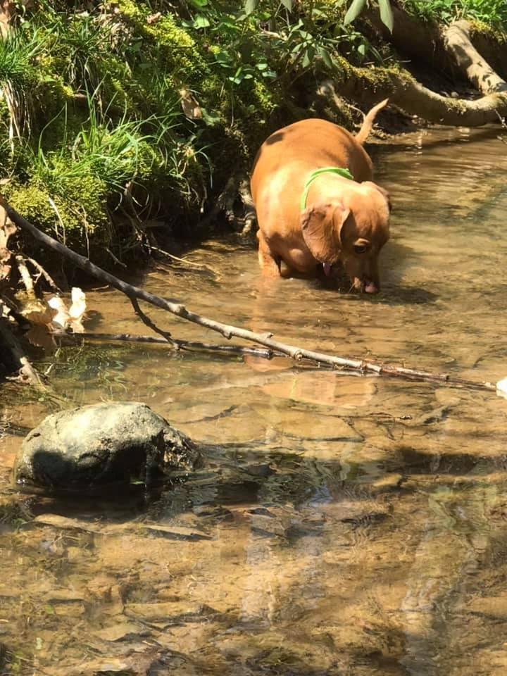 I was nominated to do the 5 -day DOG CHALLENGE, by Lisa Clyde.  Every day I will select an image or video in the life of my dog or a moment of pride as a dog owner. They are 5 days, 5 photos, 5 nominations and no explanatio