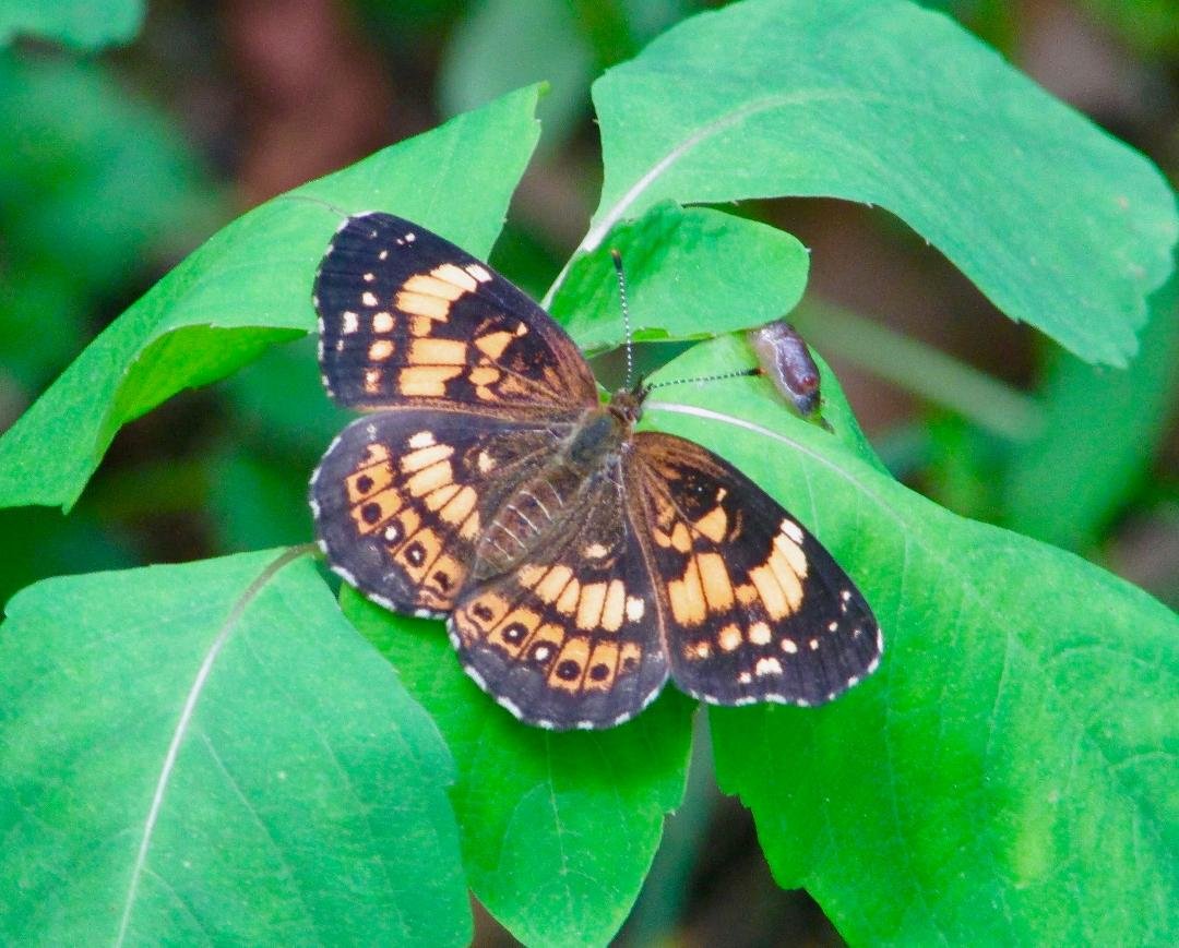 Silvery checkerspot butterfly on leaf with slug-like critter nearby.