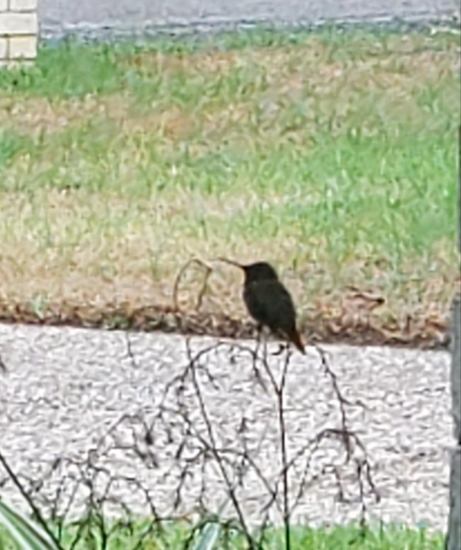 This little fellow is hanging out under my feeder, and just under the eaves put of the reach of the raindrops. I almost got in a head on crash with several of them this morning as I stepped out my front door. LOVE watchin
