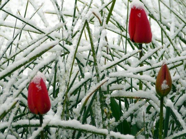 Would you believe that in snowed in April.