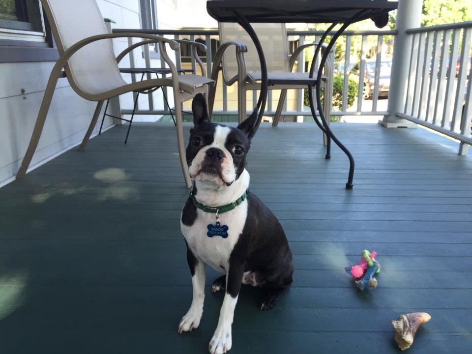 Bandit chilling on the porch.