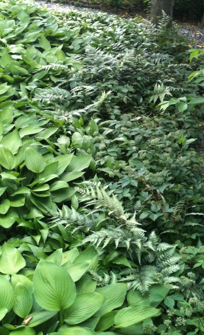 The fern side of the 3rd inner heart. there were 6 all together. one inside the other, all different sizes and oriented in different positions. you can see a portion of a crushed granite walkway around this one. spent 25 ye