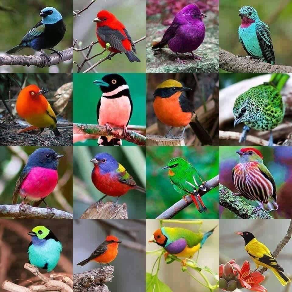 Colors