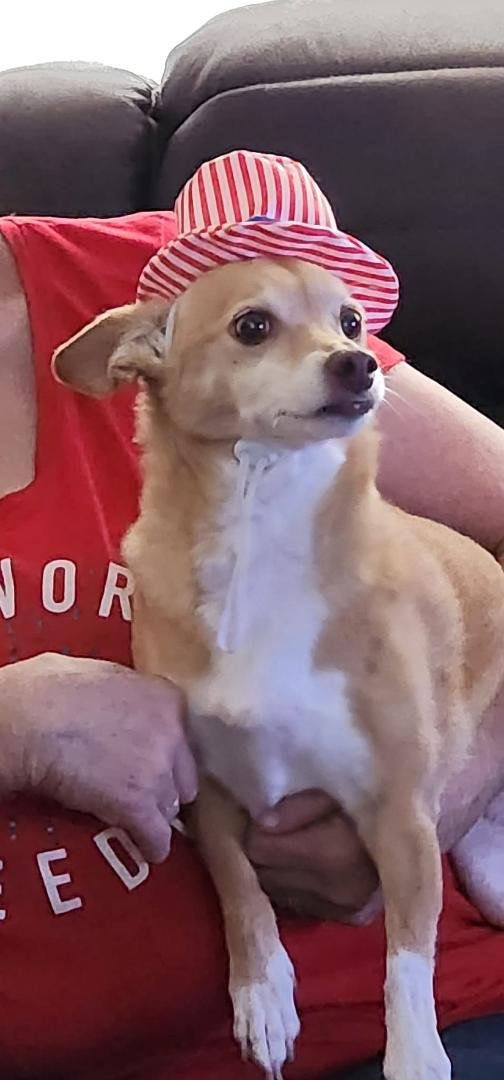 Goldie has the 4th of July spirit