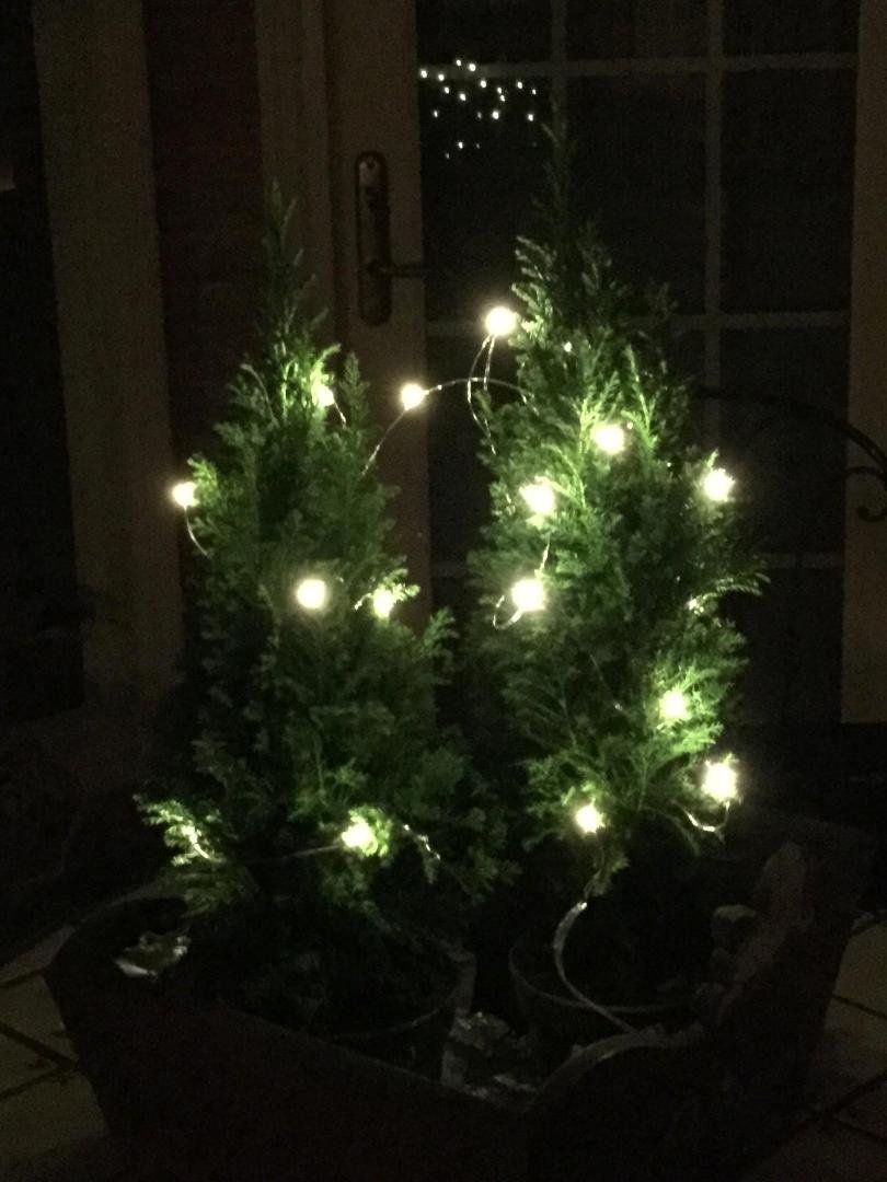 My two baby European Cyprus Trees.  Their names are POTUS and "FLOTUS"....guess where those names came from!  Merry Christmas everyone!