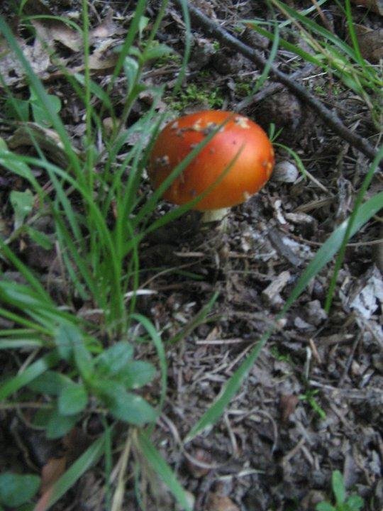 Found Fungus in backyard.  Photo taken June 29, 2011