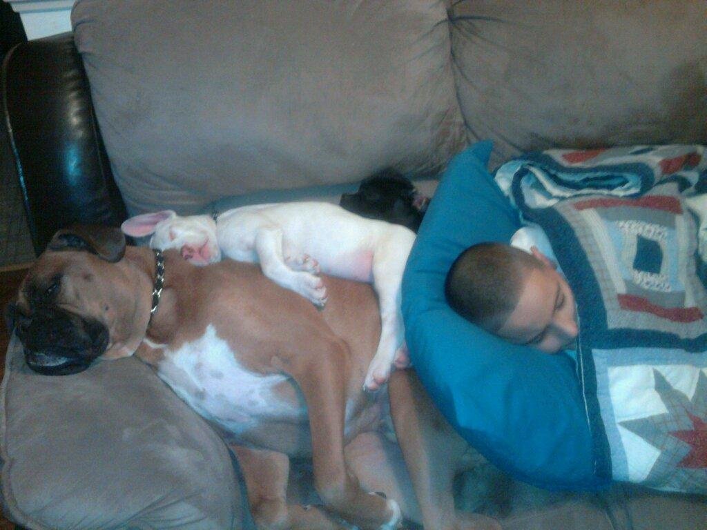 All our puppies fast asleep.