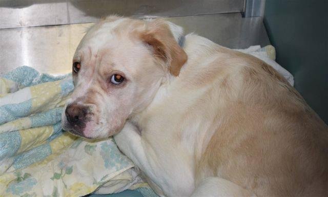 http://nycdogs.urgentpodr.org/belinda-18741/
URGENT.  Hello, my name is Belinda. My animal id is #18741. I am a female white dog at the Brooklyn Animal Care Center. The shelter thinks I am about 4 years old.

I came into th