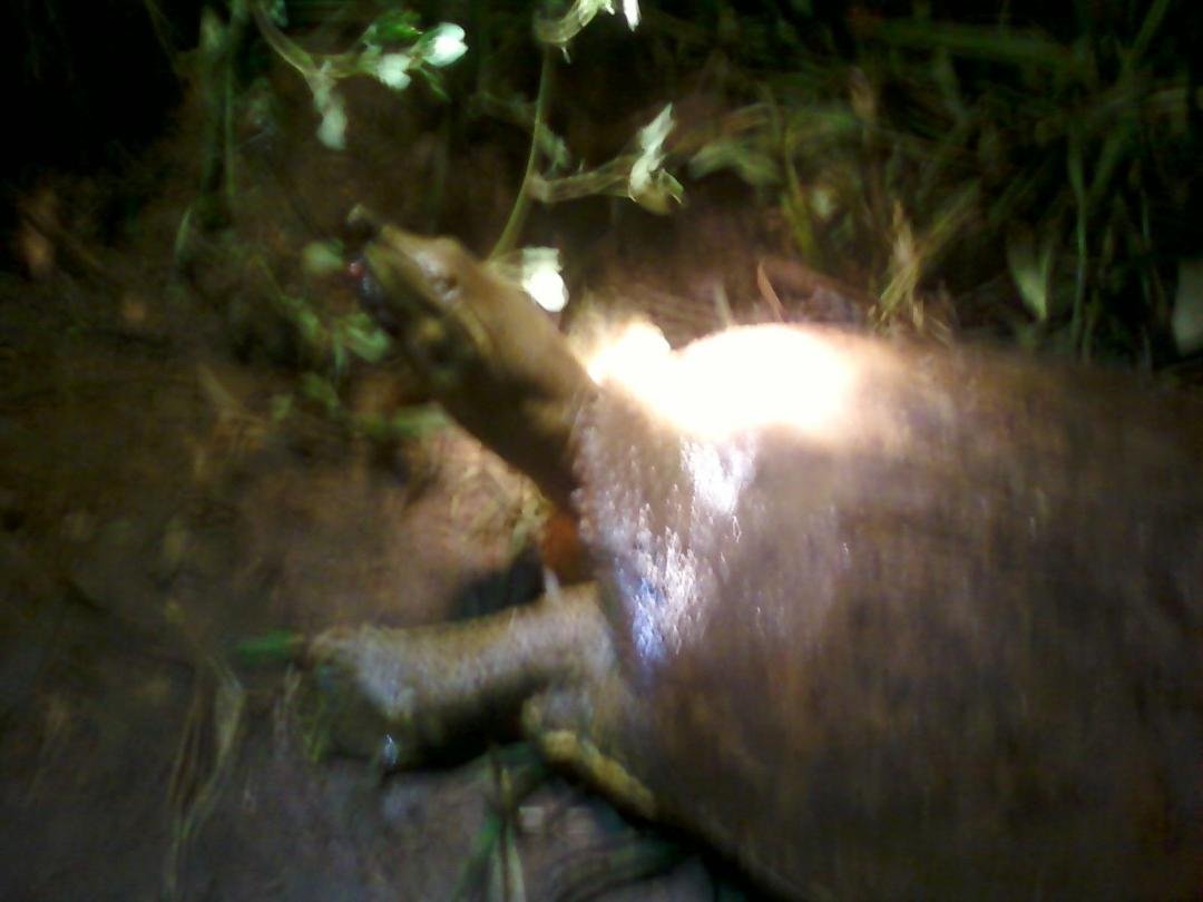 My wife caught this soft shell turtle out of Boone lake near Clearance Mo