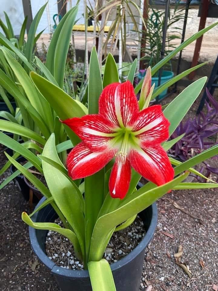Flowers are the smiles if nature. From the garden of Debbie Andrews. Be happy today!
