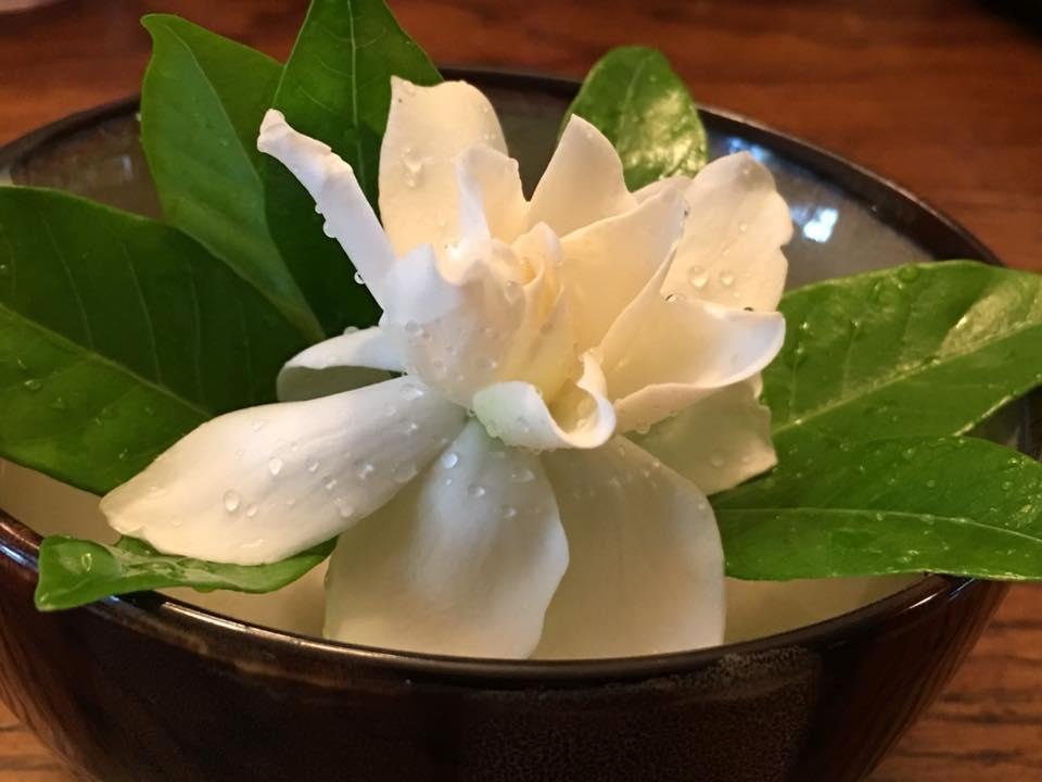 Mother's Day Gardenia bloomed again.  Thank you Kent for the plant. Thank you Gary for fertilizing it all these years.