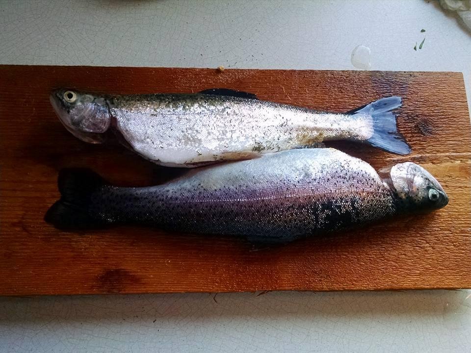 Dinner, caught today
