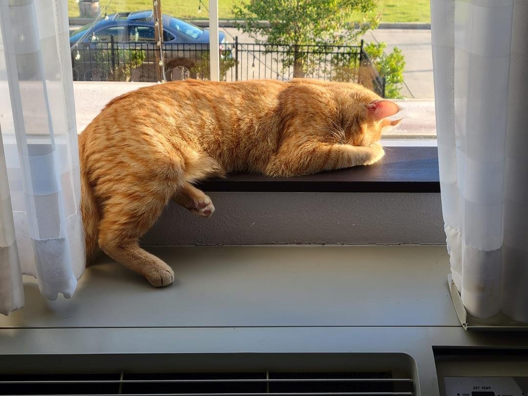 Simba sleeping in the hotel window