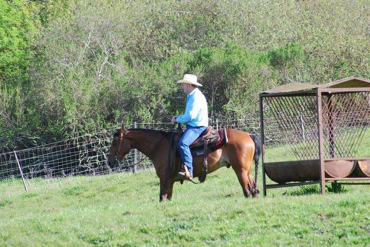 Moving cows to the practice pen