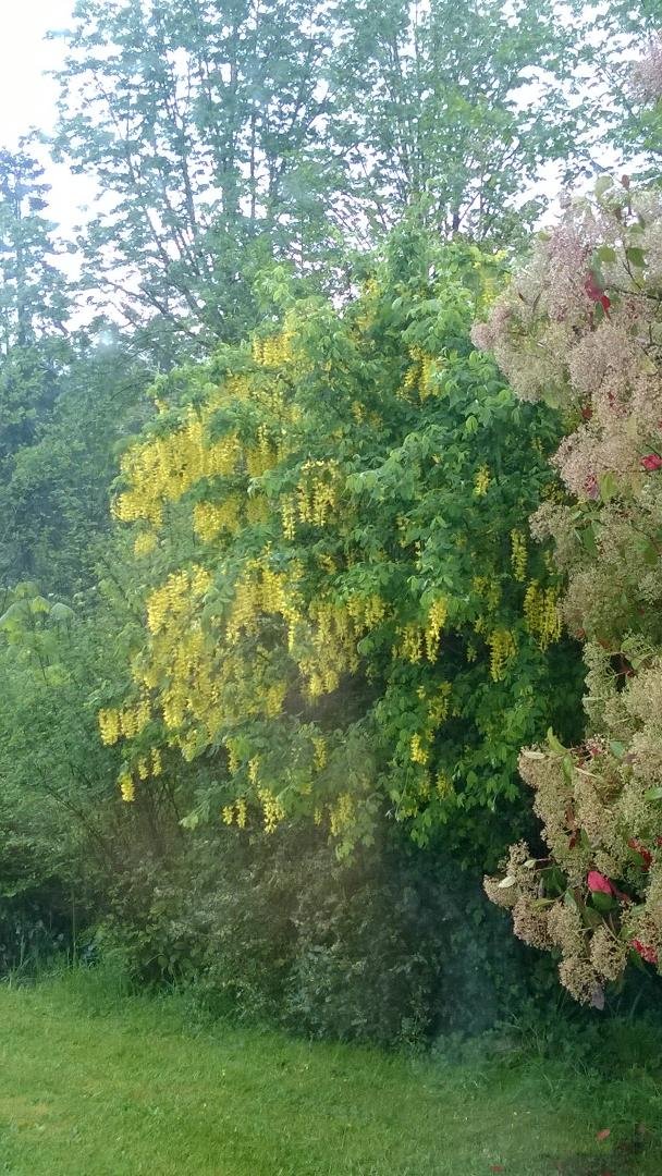 Golden chain in full bloom.