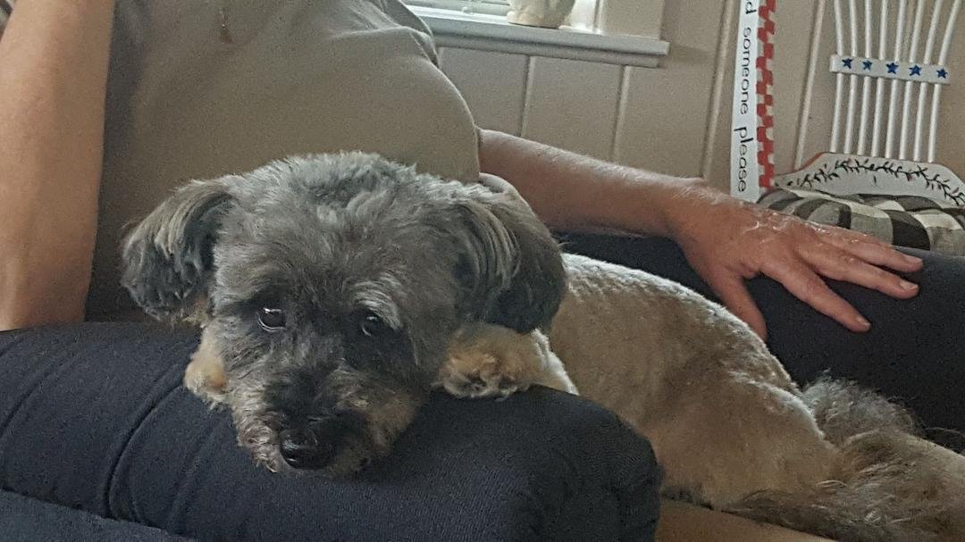 Gracie just back from the groomer.
