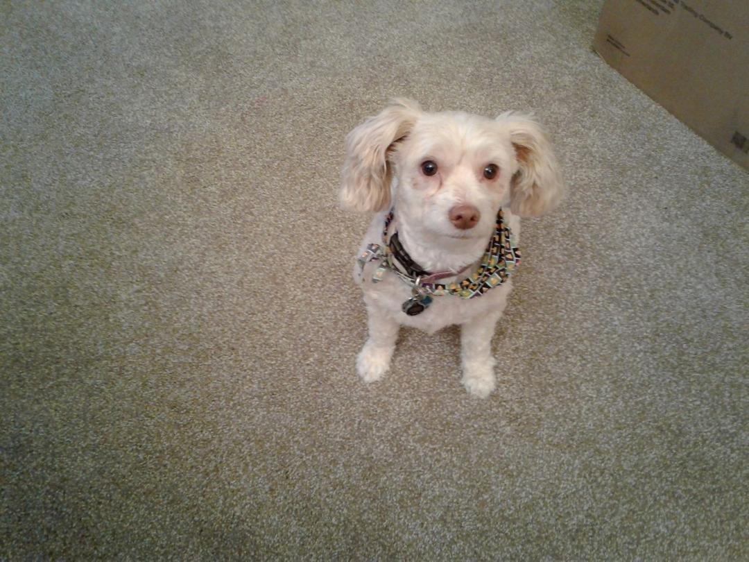 My niece dog Whiskey. She is a sweetie.