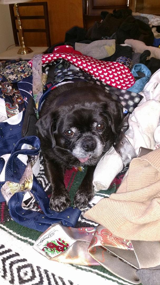 Sorting out my neckties. She decided it was a perfect place for a nap