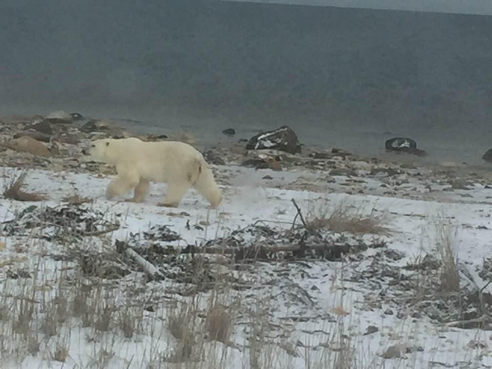First Bear seen.