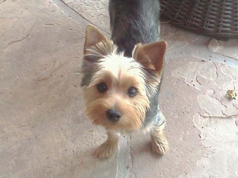 Niki Waggles what a good boy.