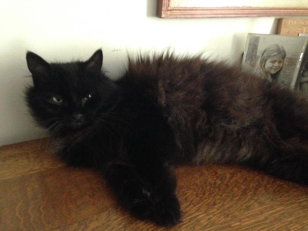 Newest rescue, love her already. Our 7th! "One cat leads to another" Ernest Hemingway.