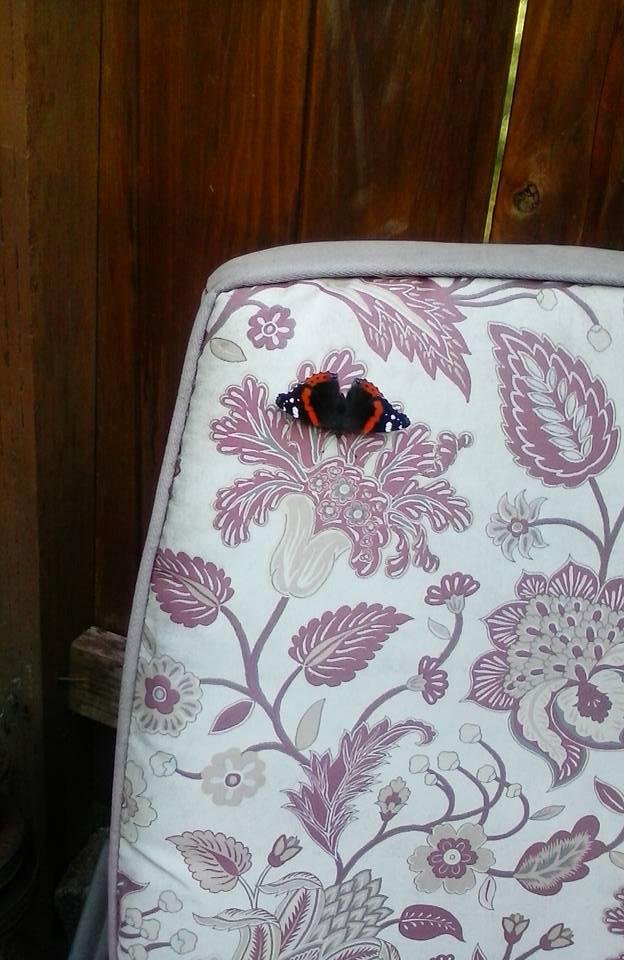 Just for u Bobbie Duke!  I know u like butterflies & I have never seen this color