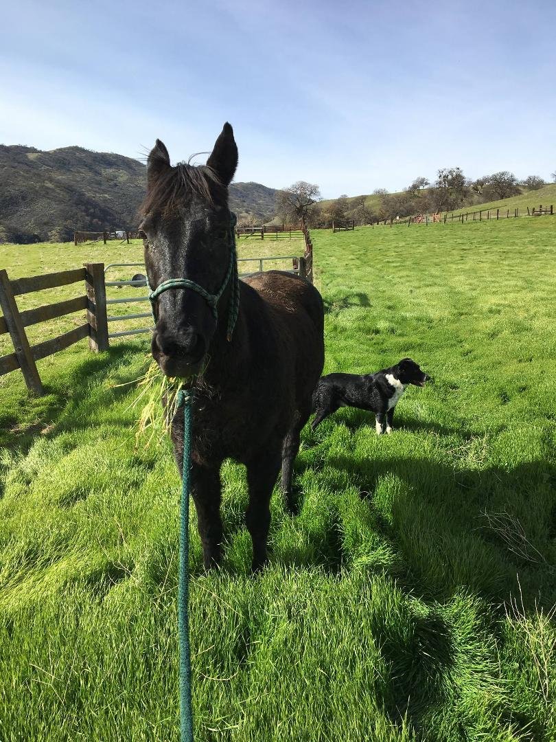This photo of Mikey and Buddy Boy  at The Rinconada Ranch, the last piece of the original Spanish Ranch, sums up the pride and heritage this land brings to our family. These are things money cannot buy.
