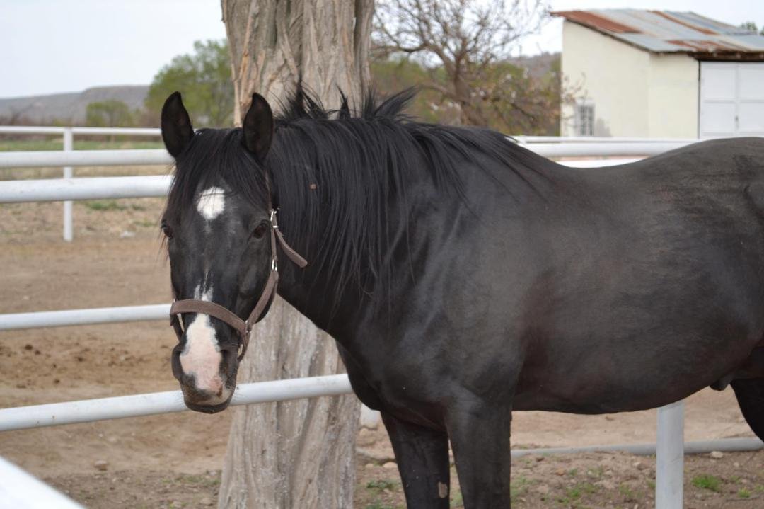 I WISH that I could RIDE this one, unforunitly it is not allowed! Maybe one DAY??? I would name HIM BLACK BEAUTY