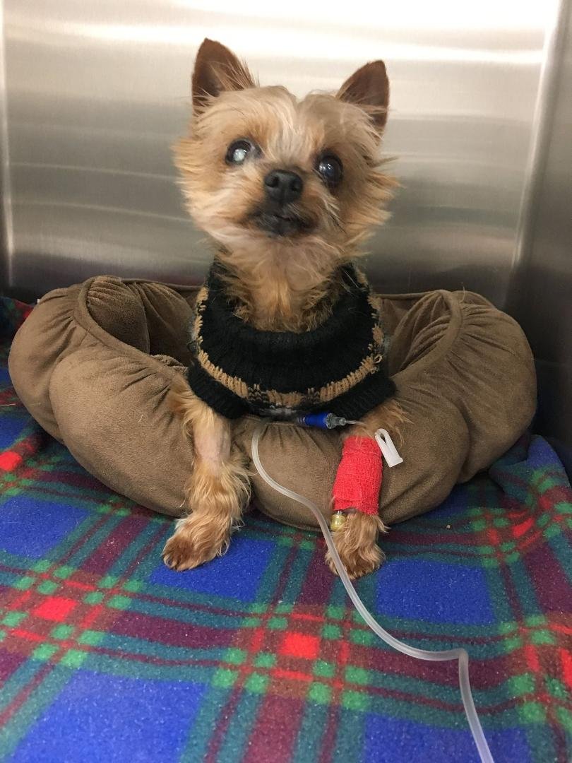 After a bad reaction to booster & recovering IV treatments we hope Sammie is ok...
