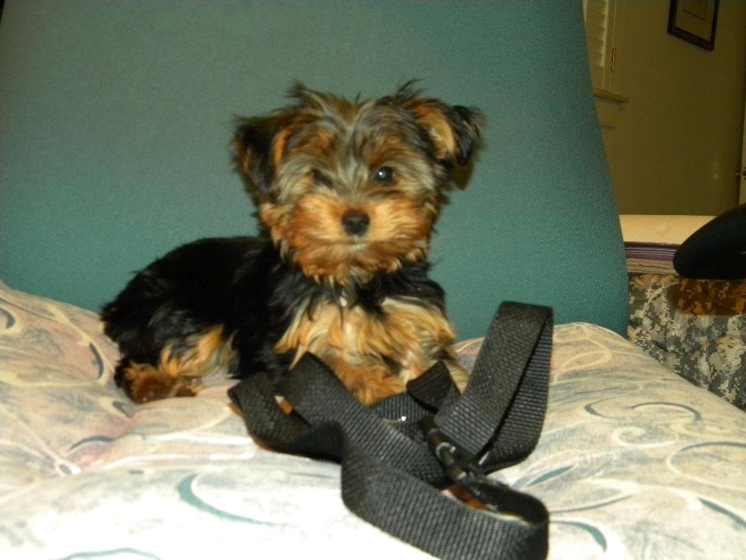 Meet Puddin'  She's a Yorkie.  She is 12 weeks old and been with us for a month.