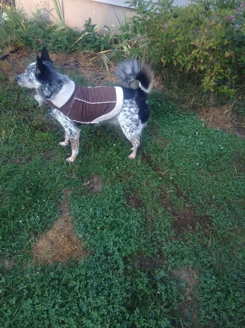 Si had to put his coat on this morning!