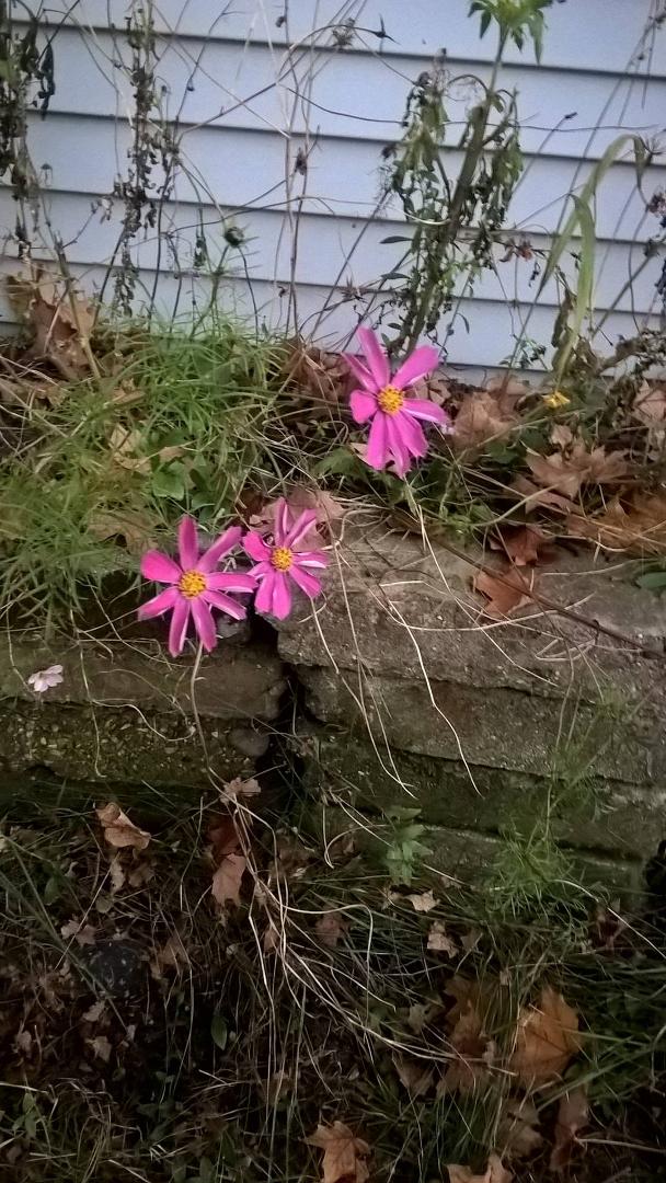 Last flowers of fall