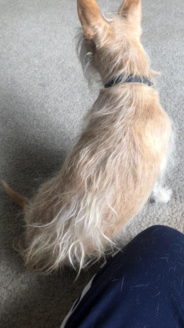 Honey Bear before his hair cut. He’s learning to play with me! He runs for his leash, when I put my shoes on! He paws me when he wants ‘loves’!!!