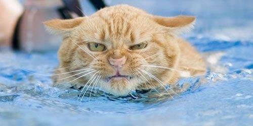 Robert Blakeslee's album, Bob's Funny Pic's