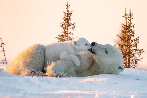 Frozen Kiss-Smithsonian Photo of the Day