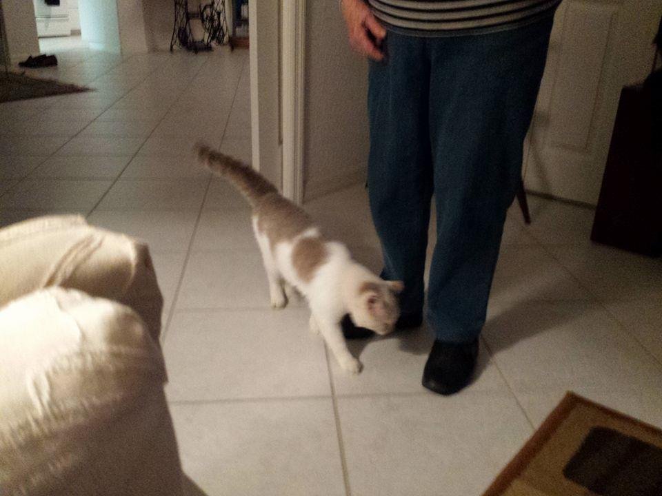 I think  we  have a  cat