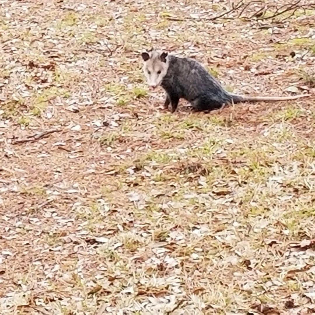 This young possum is upsetting my dog.