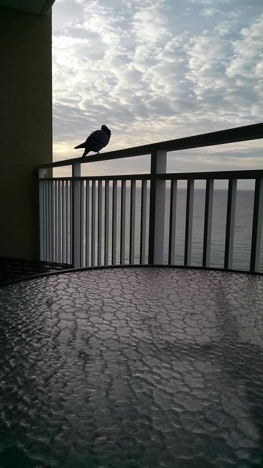 Robert Ackerman's album, Mobile Uploads